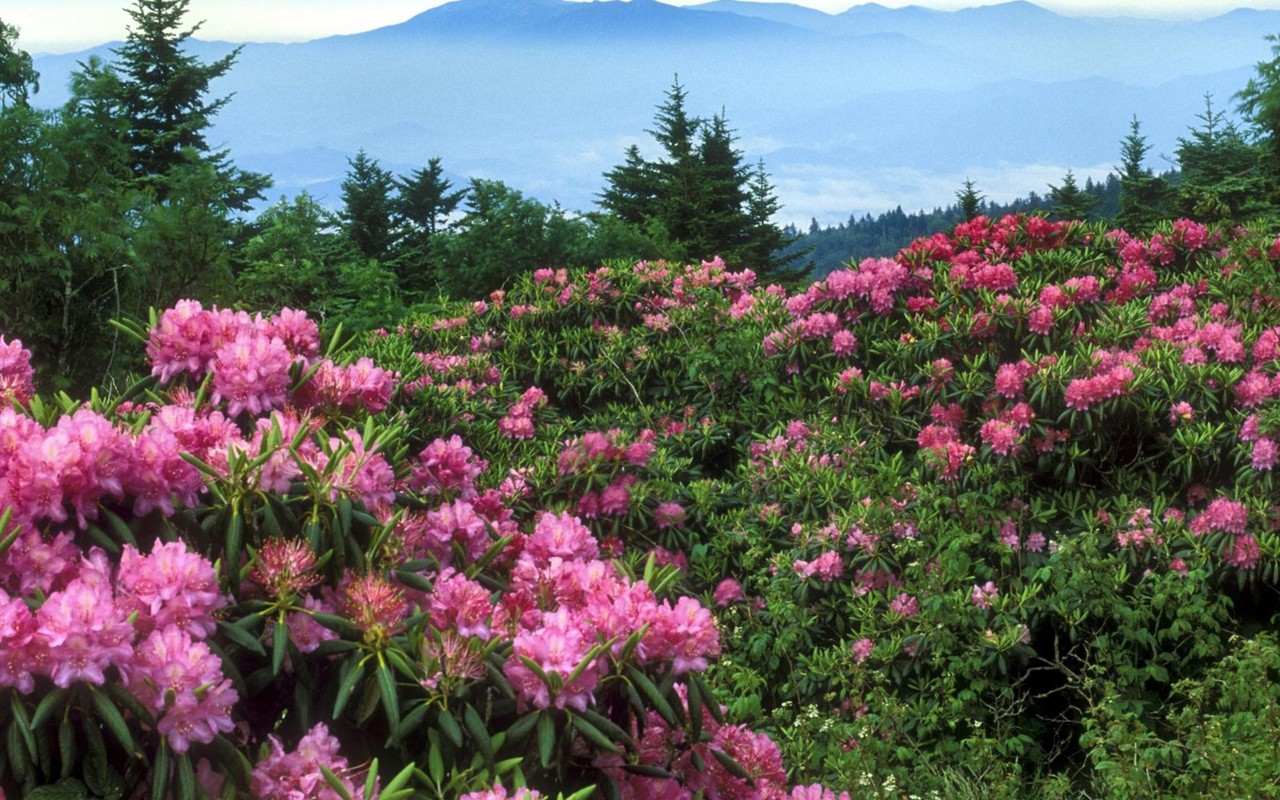 Beautiful Flowers wallpaper (2) #40 - 1280x800