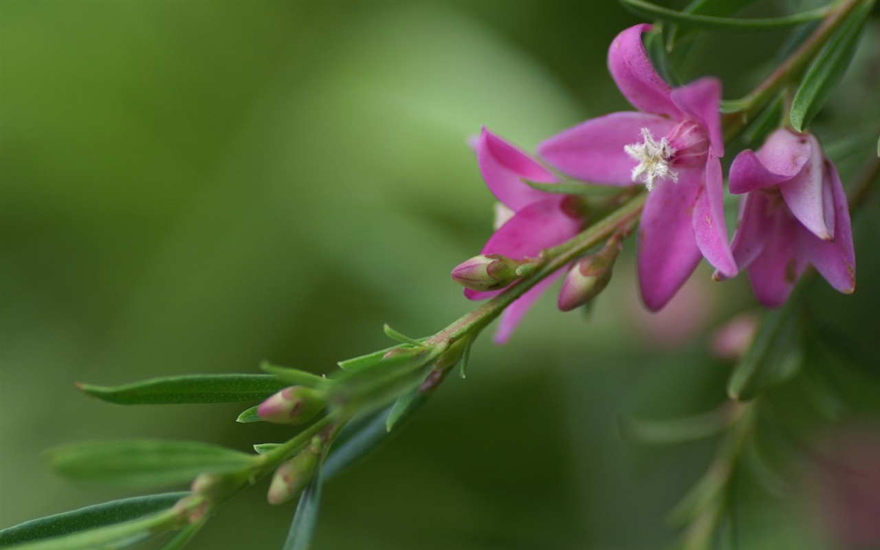 Brilliant flowers close-up wallpaper #12 - 1280x800