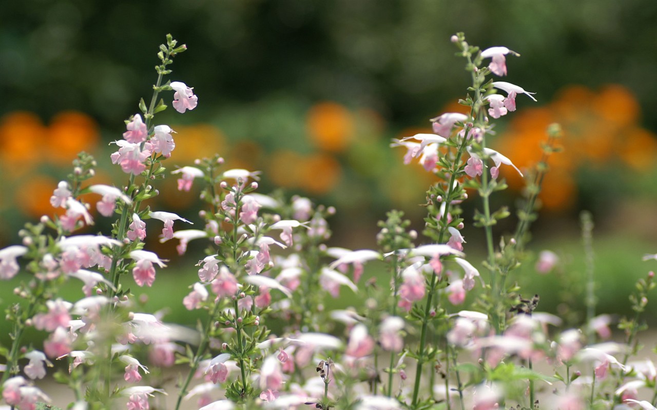 Brilliant flowers close-up wallpaper #13 - 1280x800