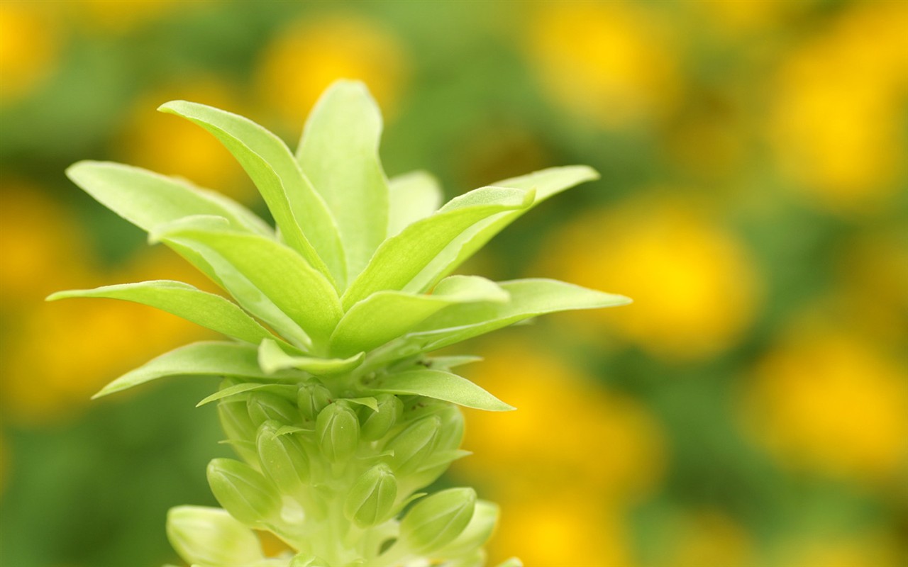 燦爛花朵特寫壁紙 #17 - 1280x800