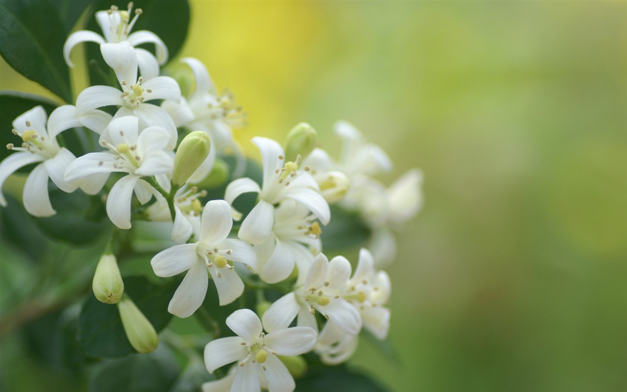 fondos de escritorio de flores brillantes de cerca #21 - 1280x800