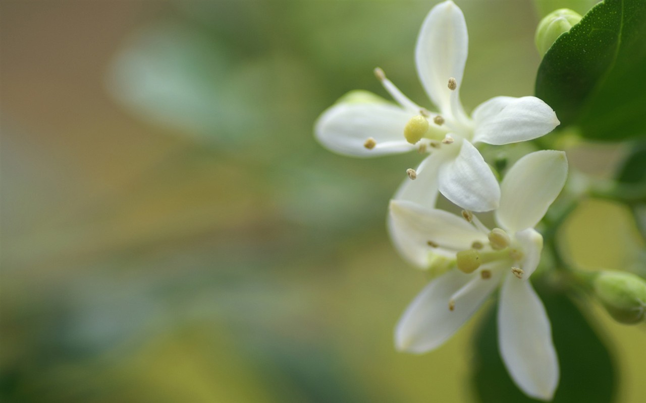 灿烂花朵特写壁纸22 - 1280x800