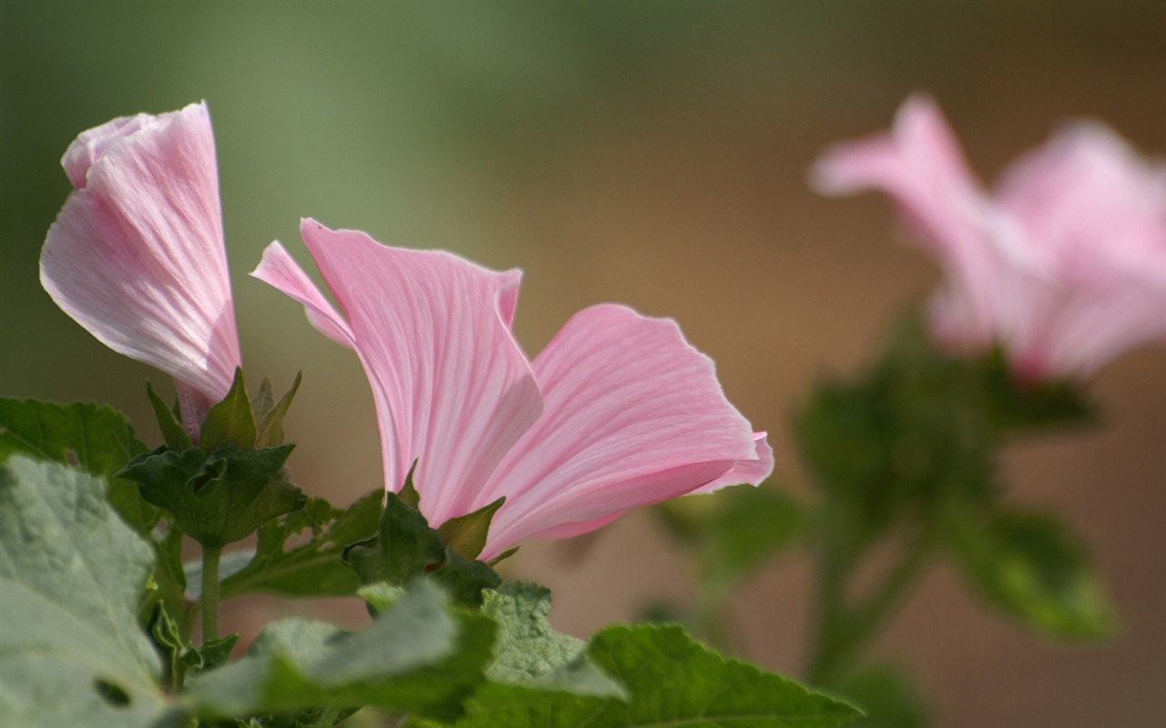 Brilliant flowers close-up wallpaper #24 - 1280x800