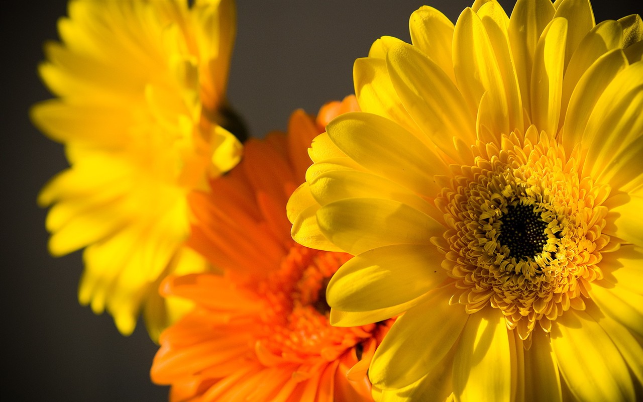 燦爛花朵特寫壁紙 #26 - 1280x800