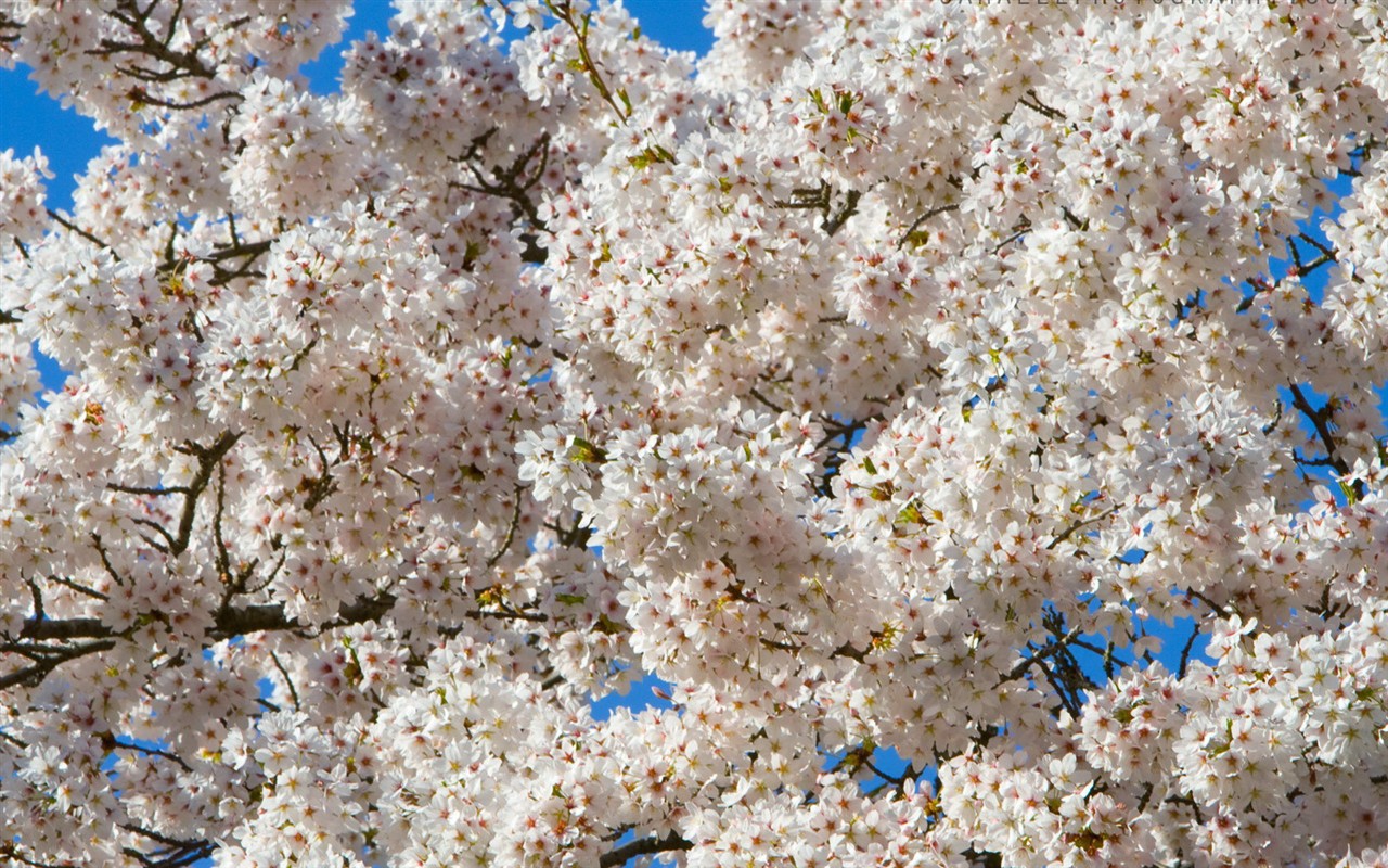 fondos de escritorio de flores brillantes de cerca #27 - 1280x800