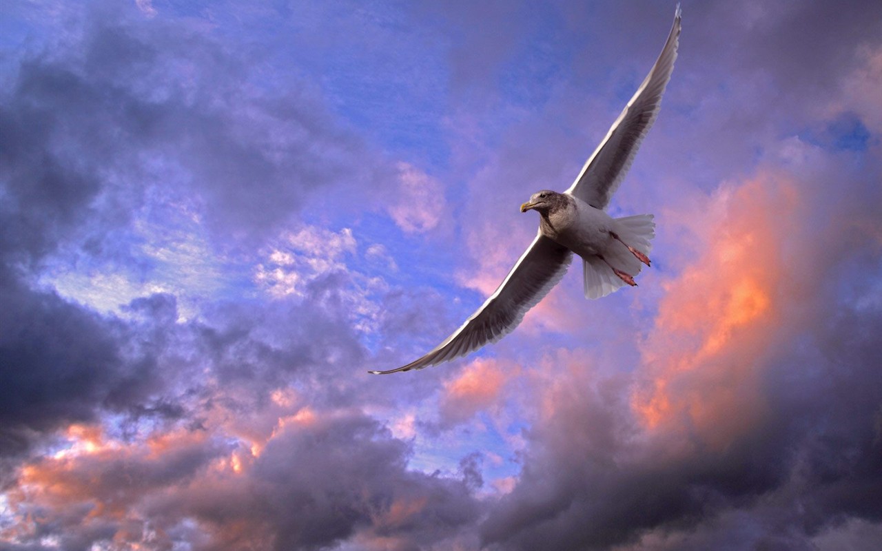 Animal Wallpaper Collection (6) #2 - 1280x800