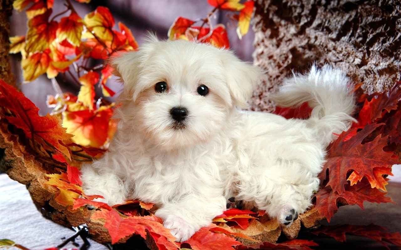 Fluffy little dog wallpaper #1 - 1280x800