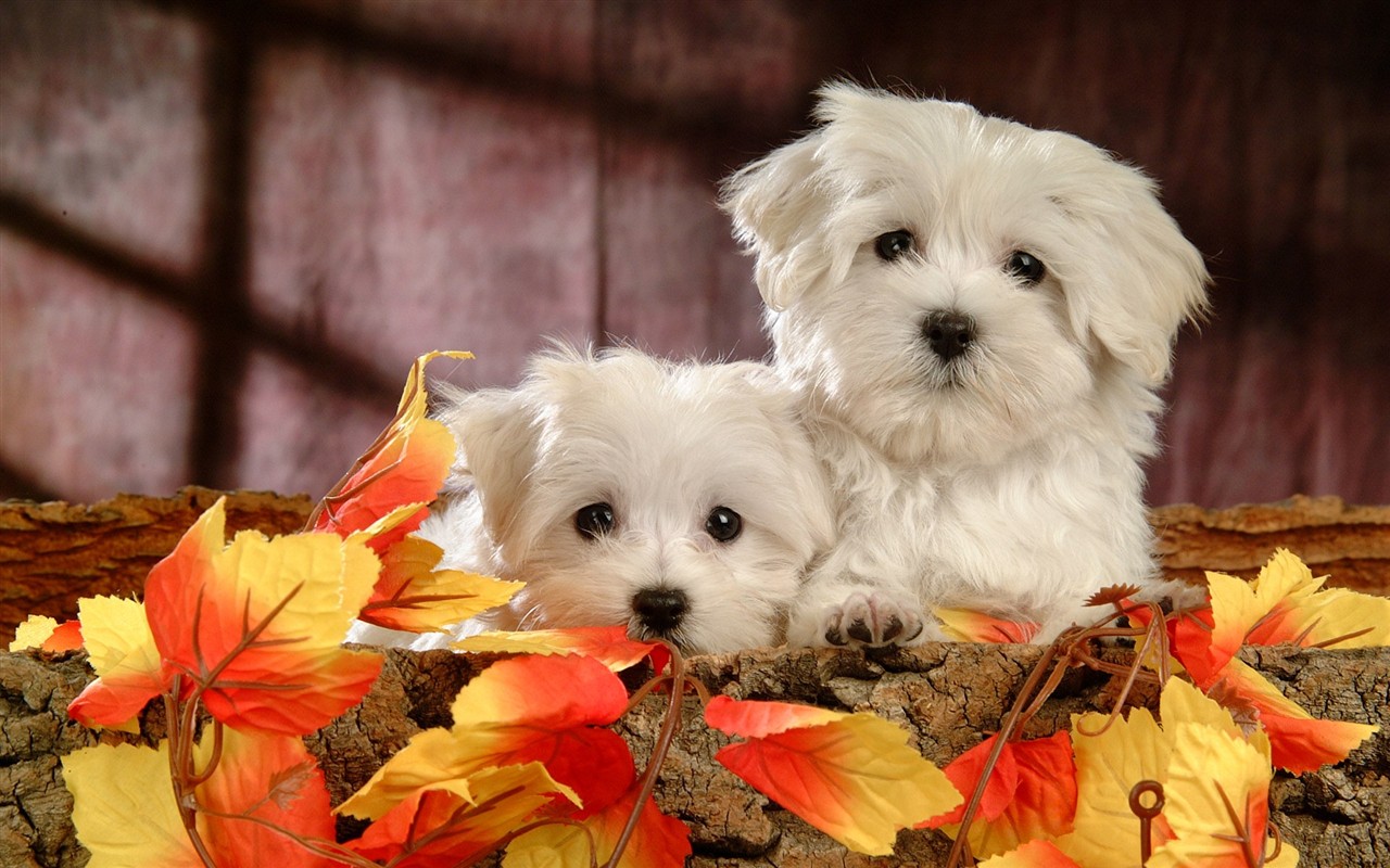 Fluffy little dog wallpaper #2 - 1280x800