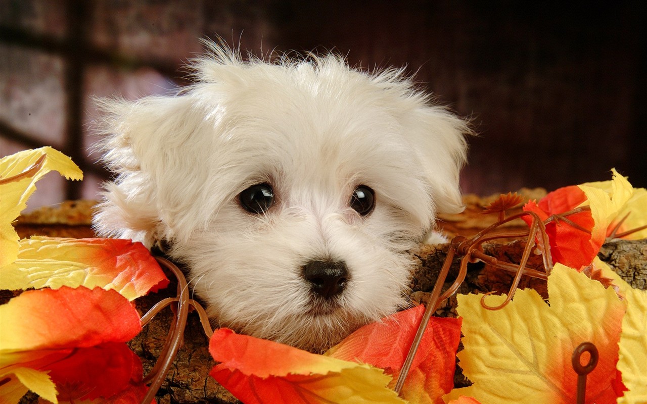 Fluffy little dog wallpaper #3 - 1280x800