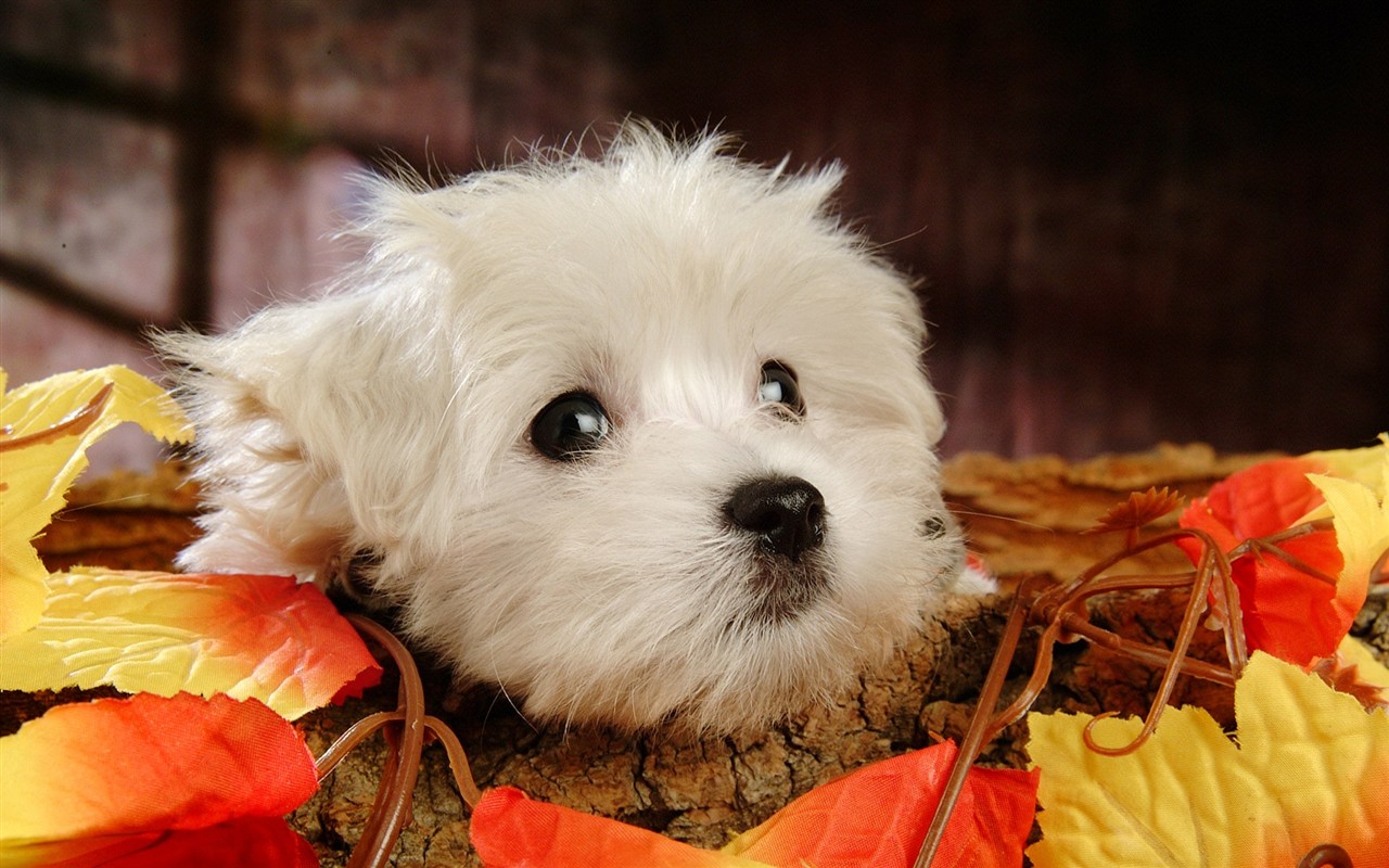 Fluffy pejsek wallpaper #4 - 1280x800