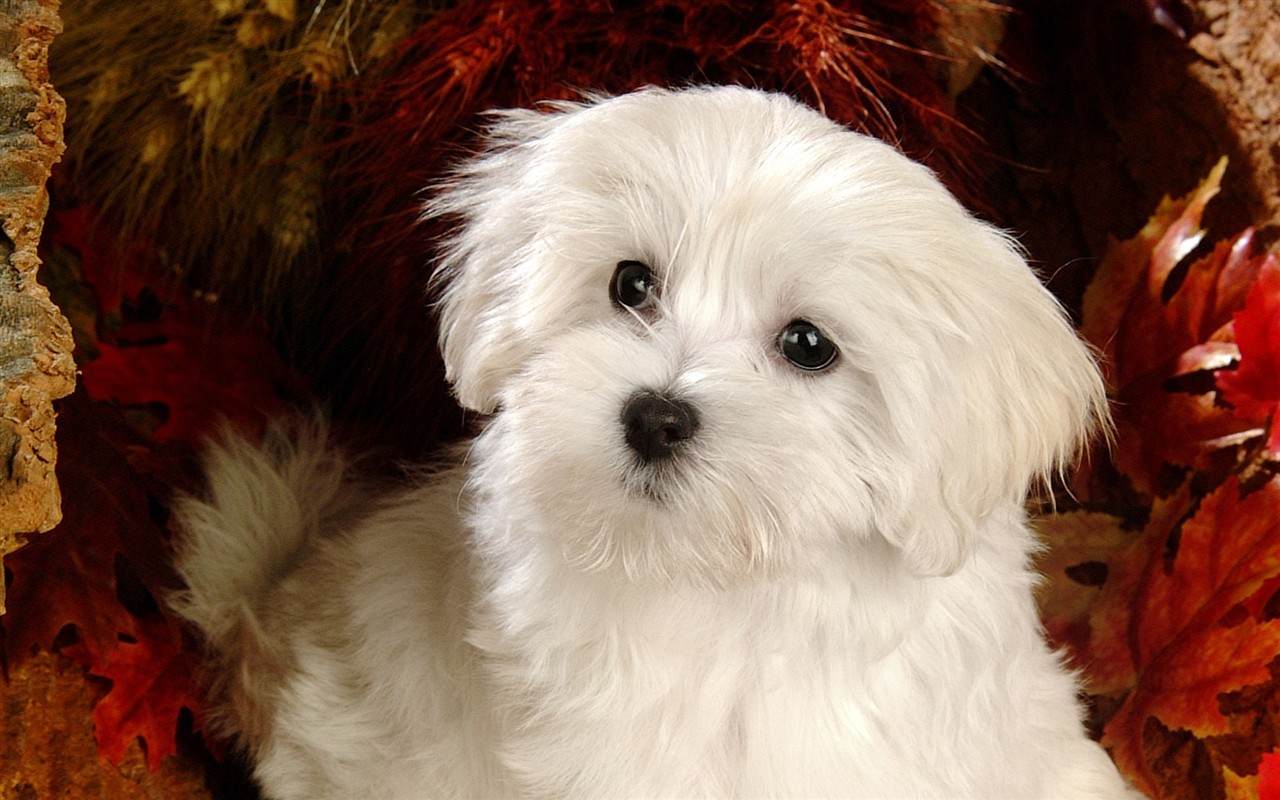 Fluffy little dog wallpaper #5 - 1280x800