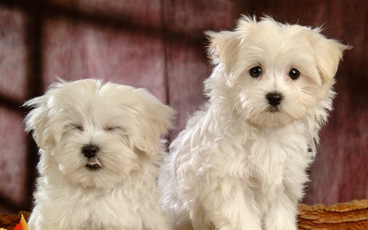 Fluffy little dog wallpaper #7 - 1280x800
