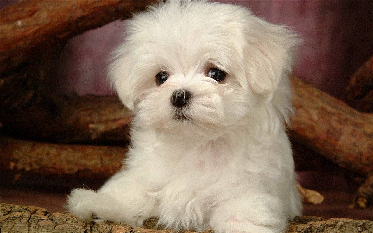 Fluffy pejsek wallpaper #12 - 1280x800