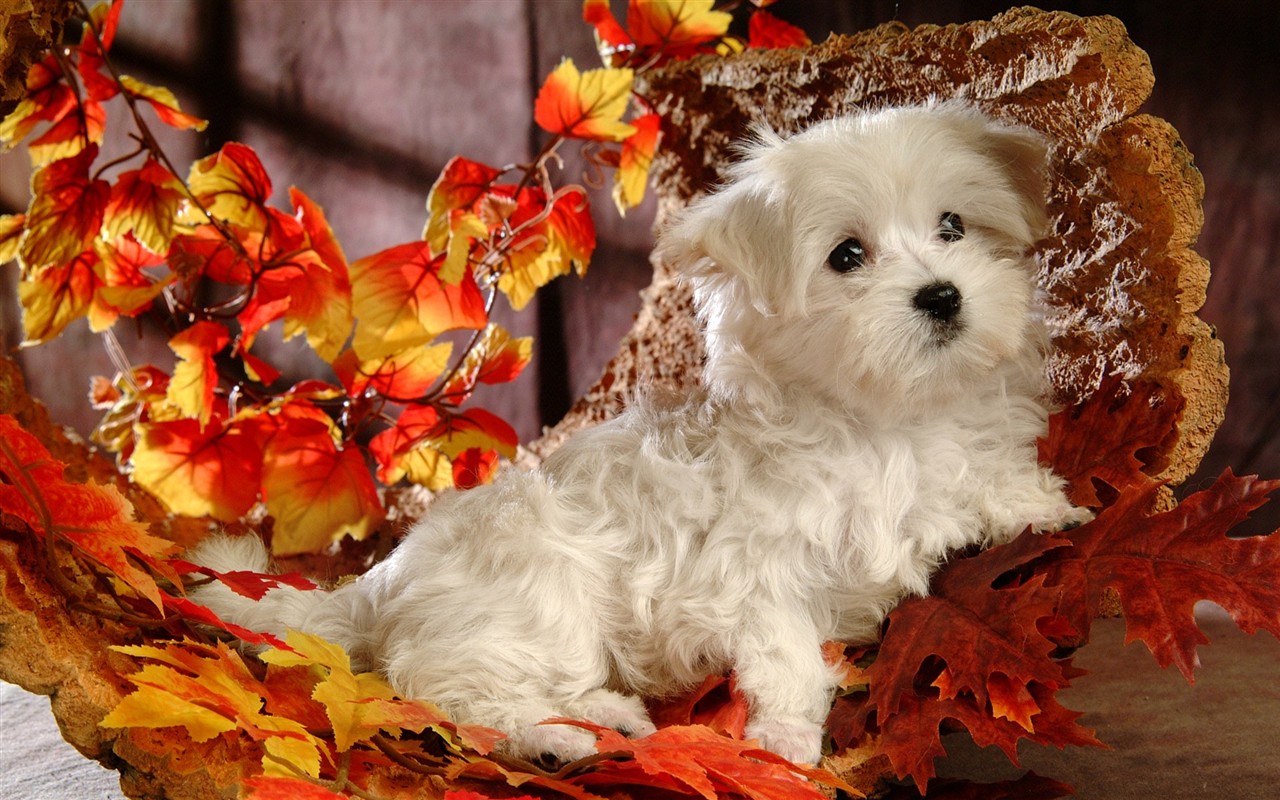 Fluffy pejsek wallpaper #16 - 1280x800