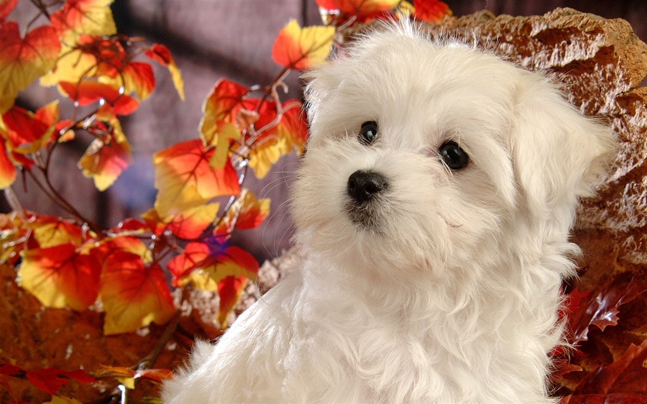 Fluffy pejsek wallpaper #19 - 1280x800