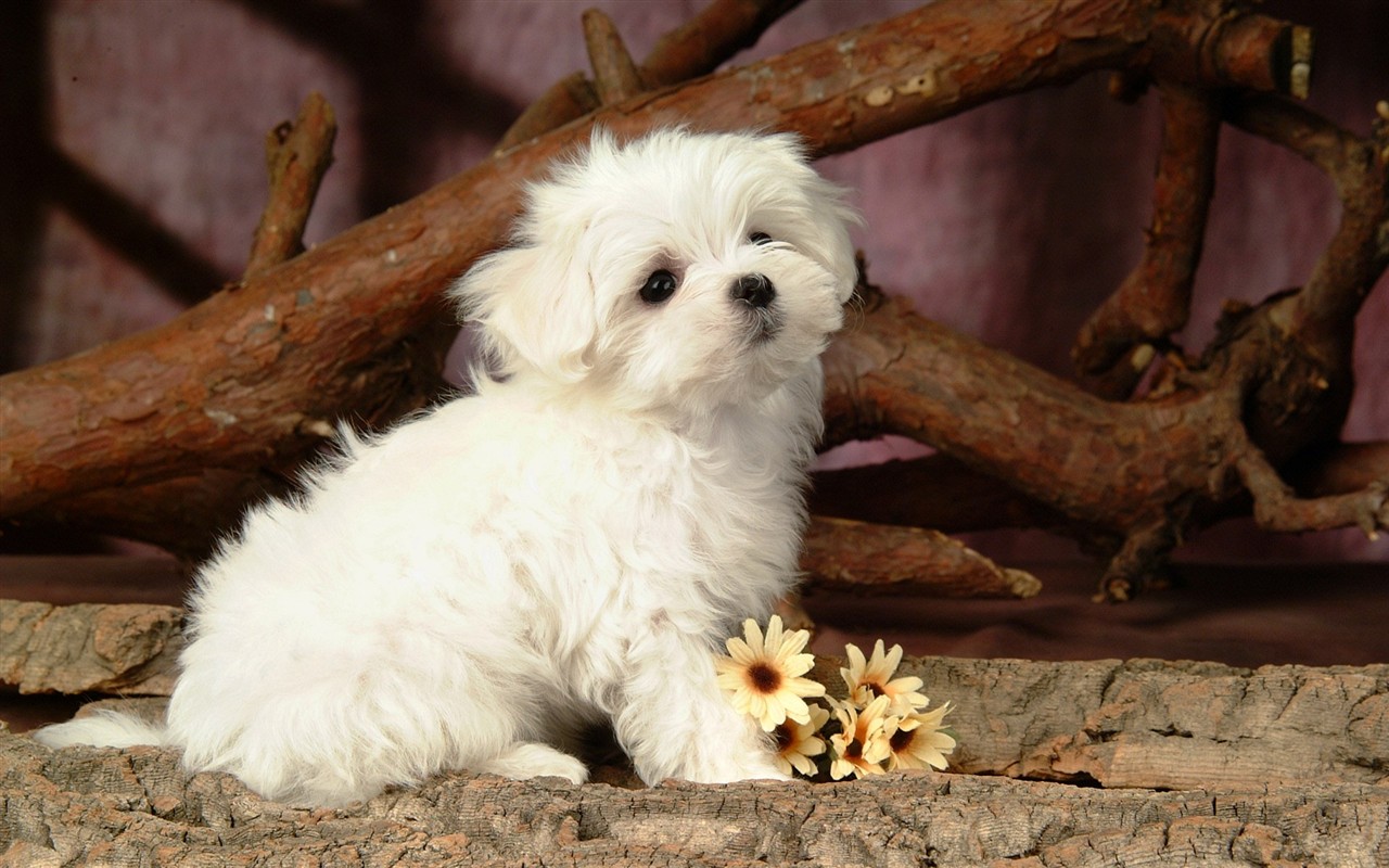 Fluffy pejsek wallpaper #27 - 1280x800