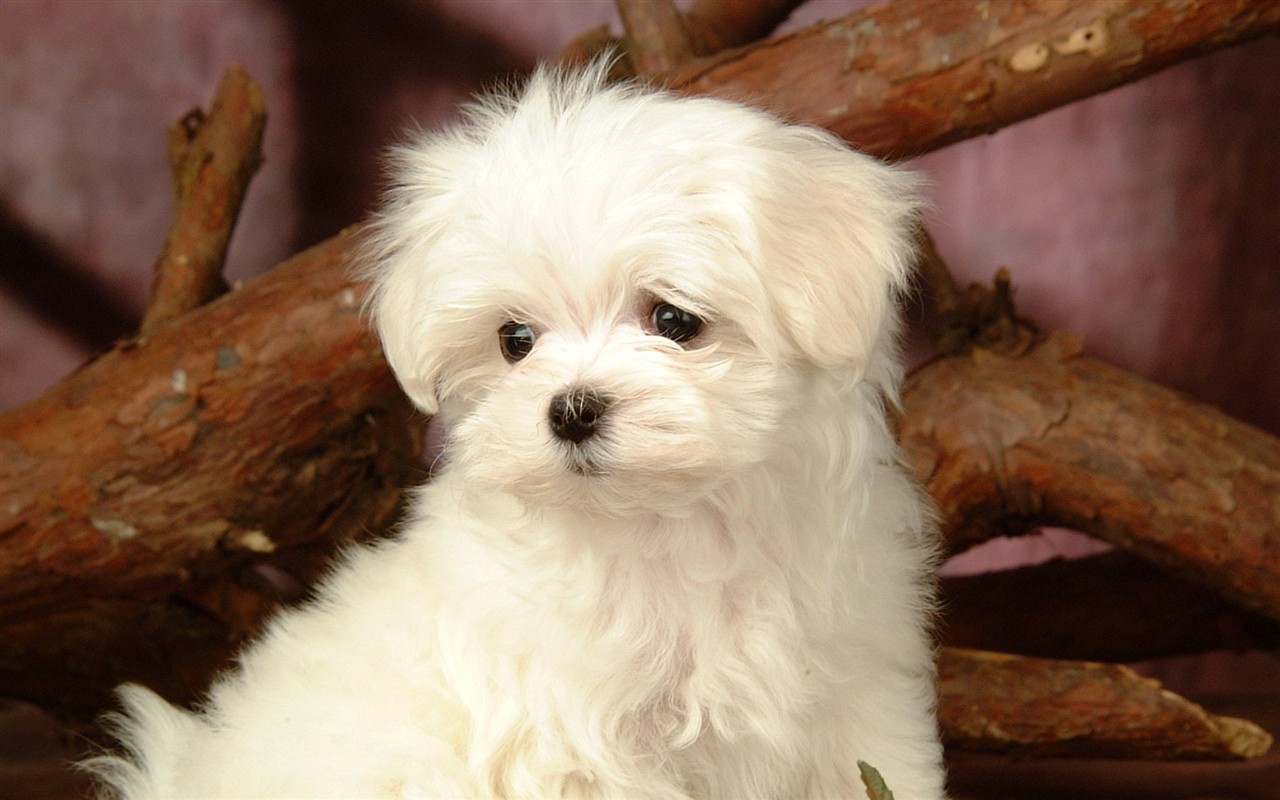 Fluffy little dog wallpaper #28 - 1280x800