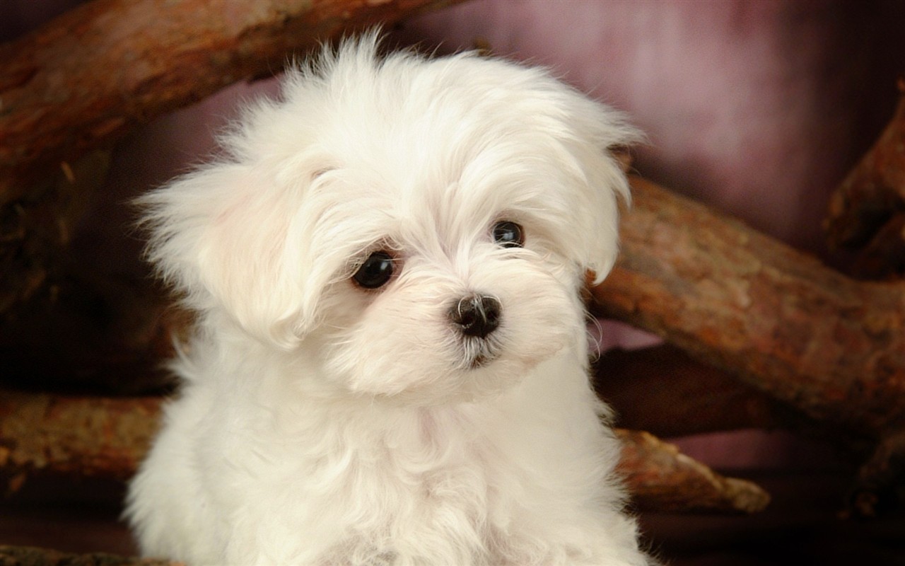 Fluffy pejsek wallpaper #30 - 1280x800