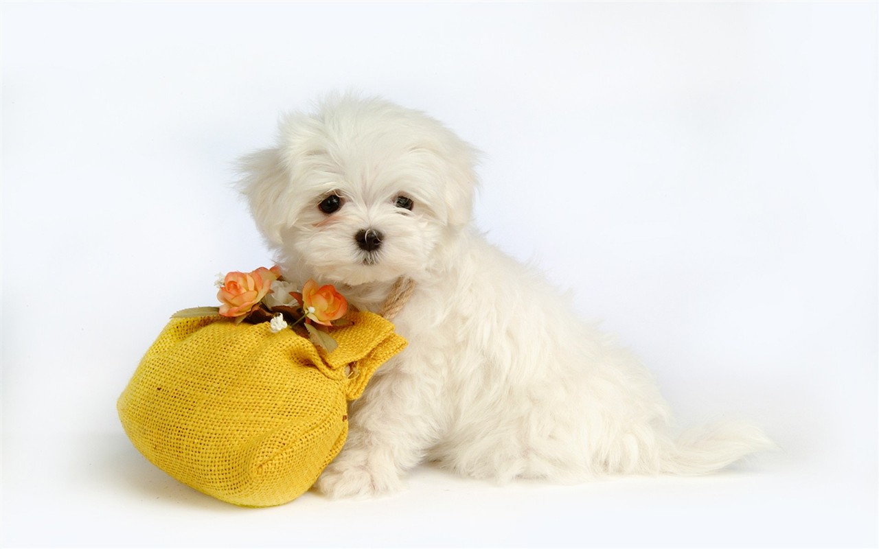 Fluffy pejsek wallpaper #31 - 1280x800