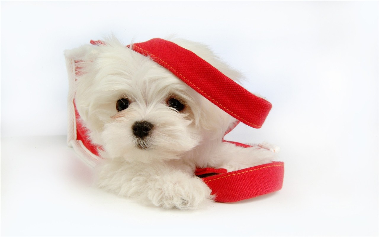 Fluffy little dog wallpaper #34 - 1280x800