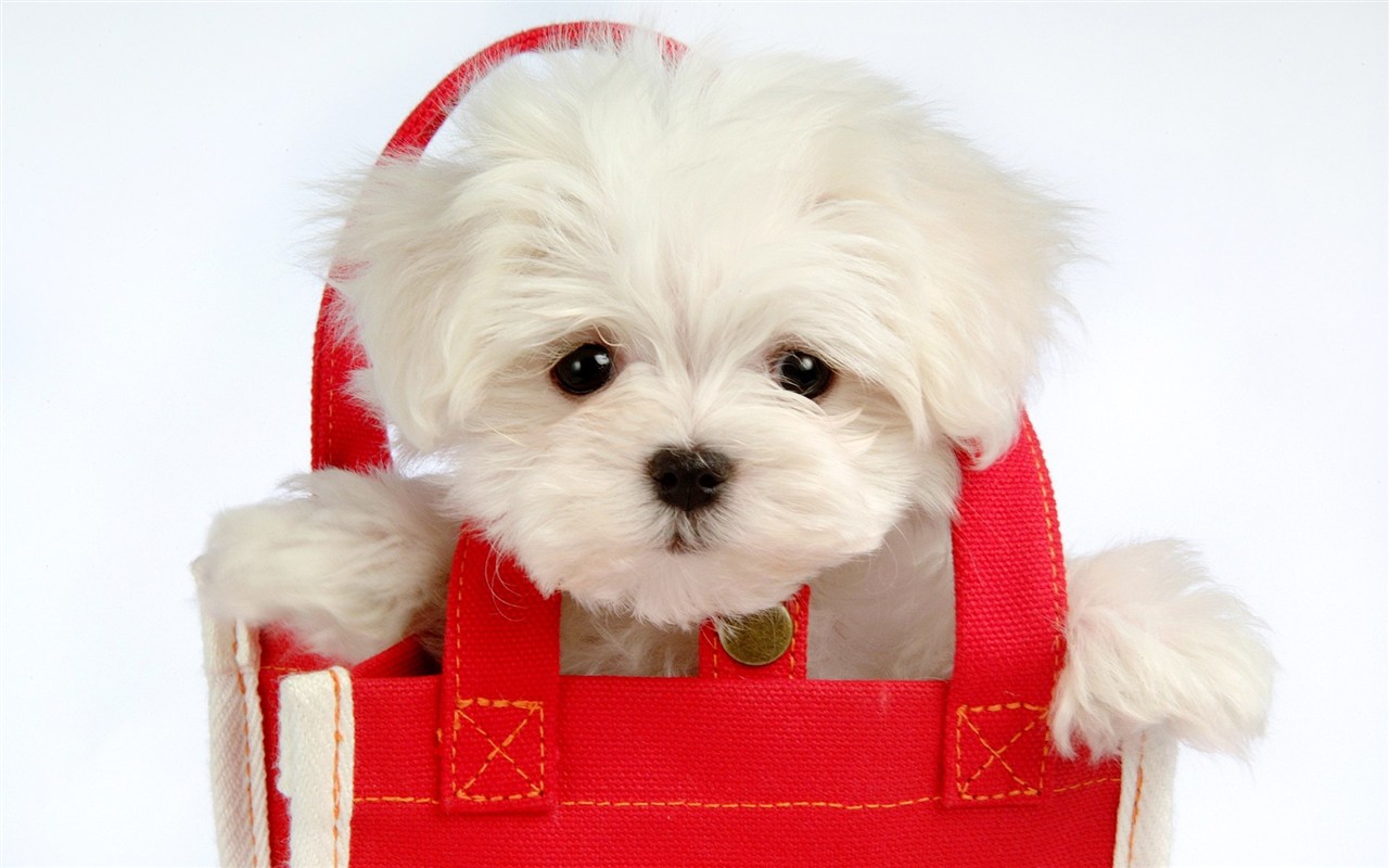 Fluffy pejsek wallpaper #35 - 1280x800