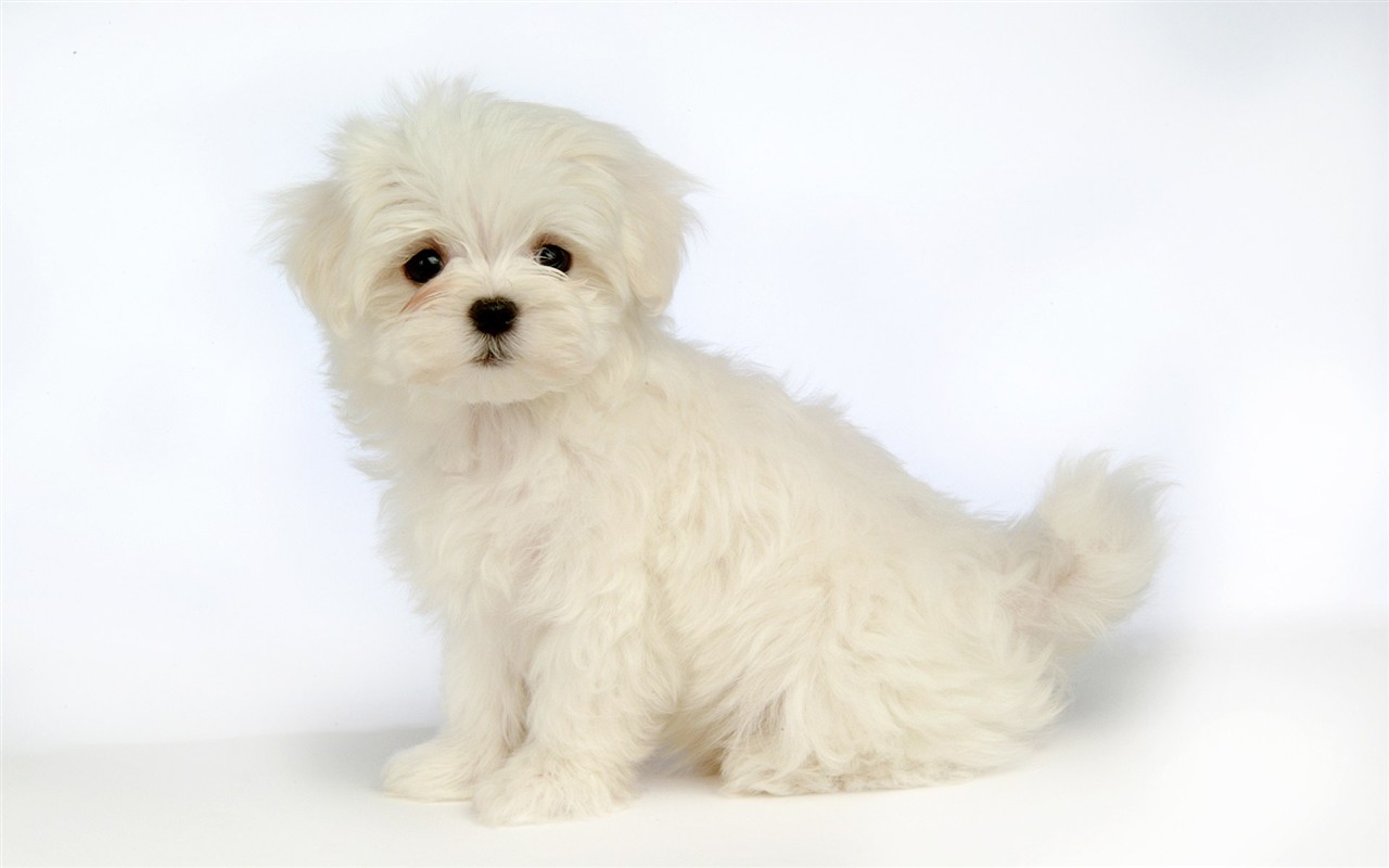 Fluffy kleinen Hund Tapete #36 - 1280x800