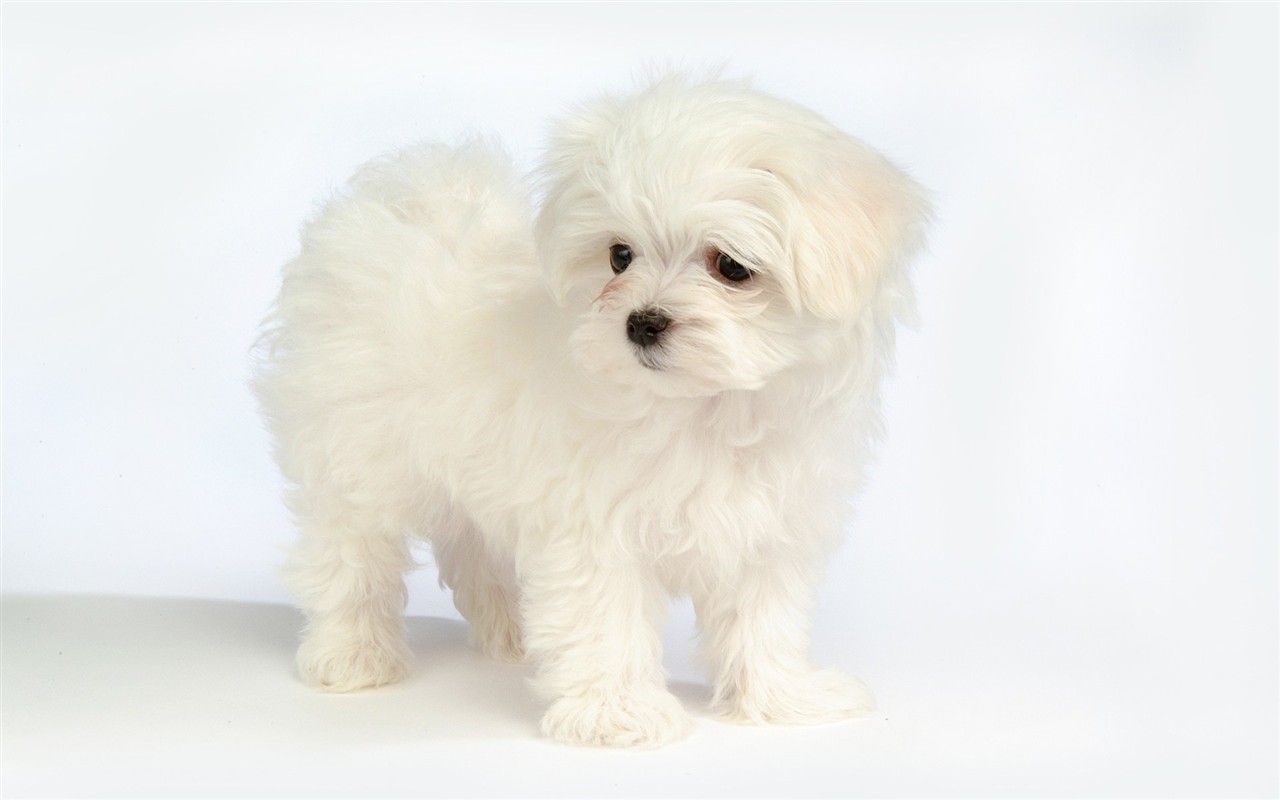 Fluffy kleinen Hund Tapete #37 - 1280x800