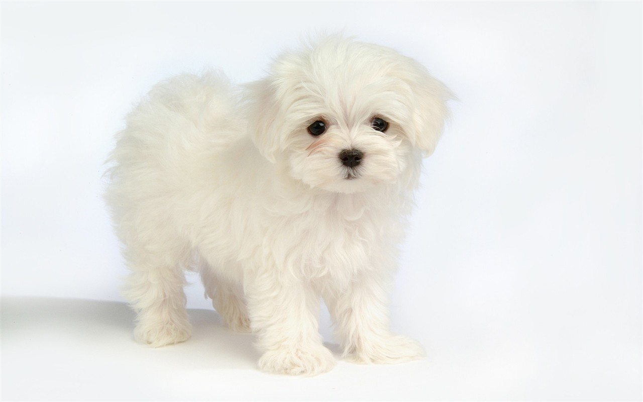 Fluffy kleinen Hund Tapete #38 - 1280x800