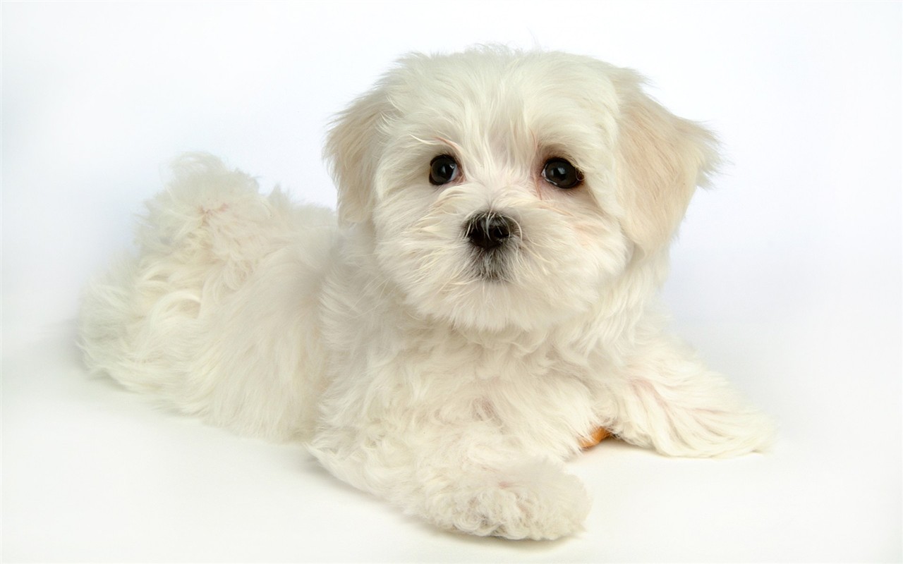 Fluffy little dog wallpaper #39 - 1280x800