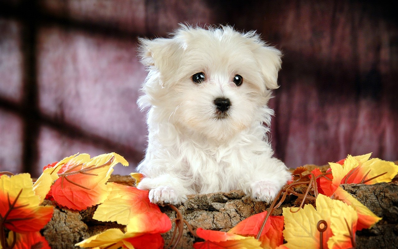 Fluffy kleinen Hund Tapete #40 - 1280x800