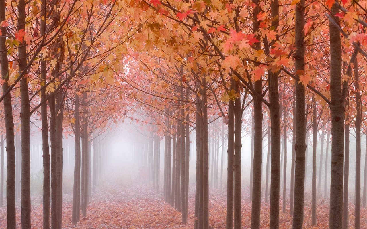 Natural Scenery Highlights (8) #6 - 1280x800