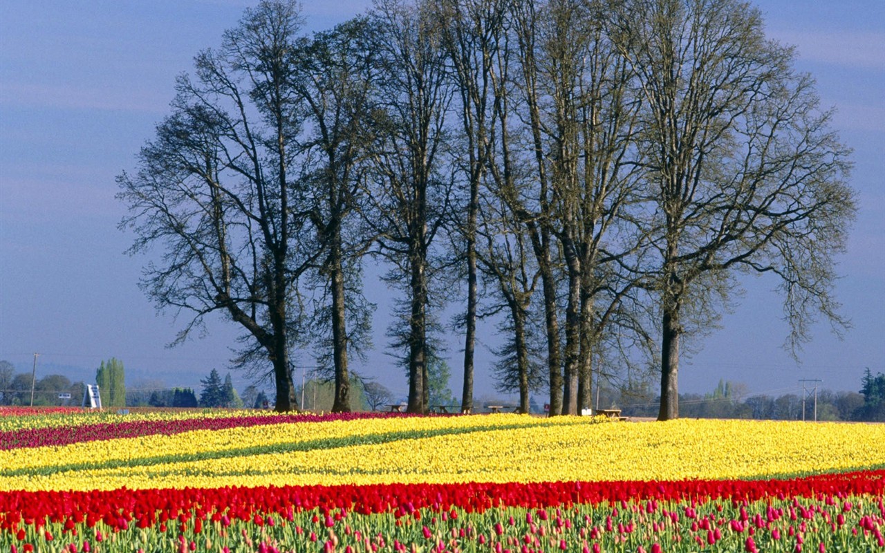 Belles fleurs fonds d'écran (3) #12 - 1280x800