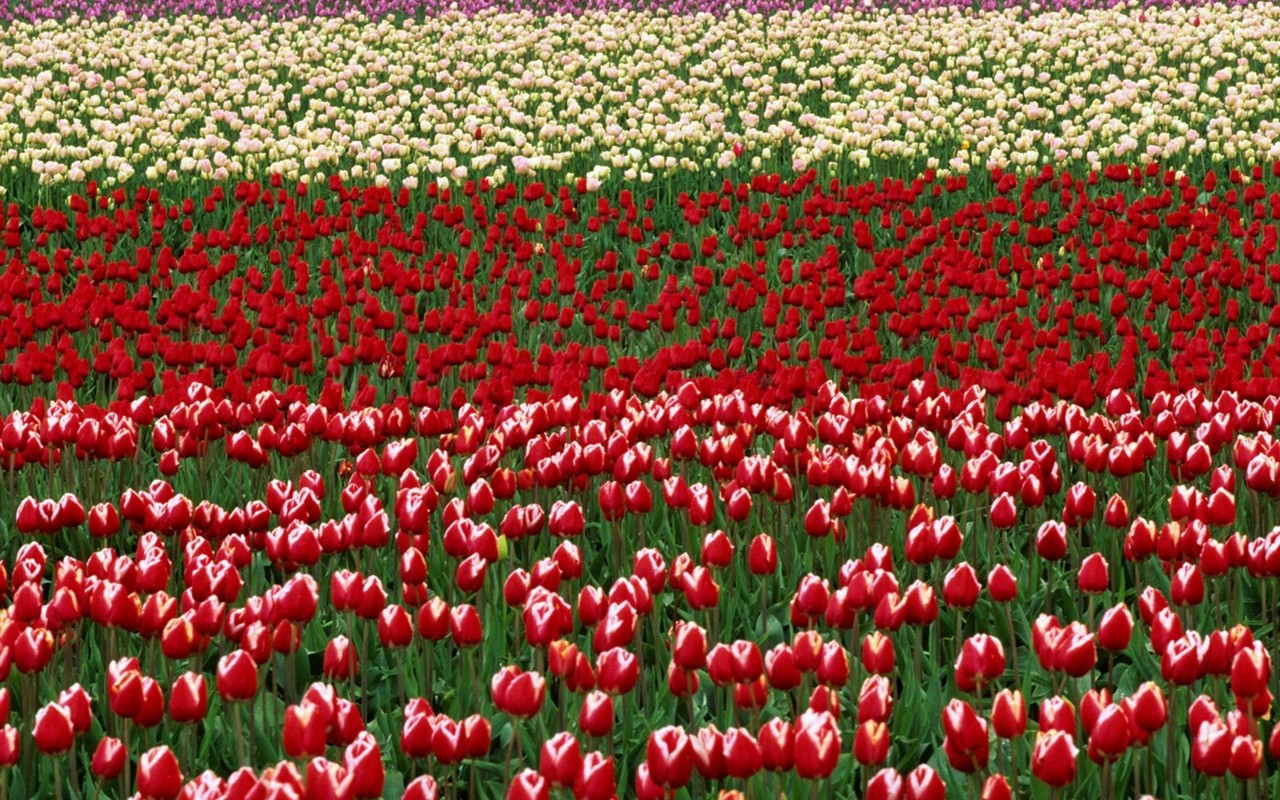 krásné květiny tapety (3) #13 - 1280x800
