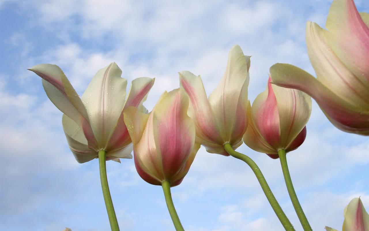 Belles fleurs fonds d'écran (3) #14 - 1280x800