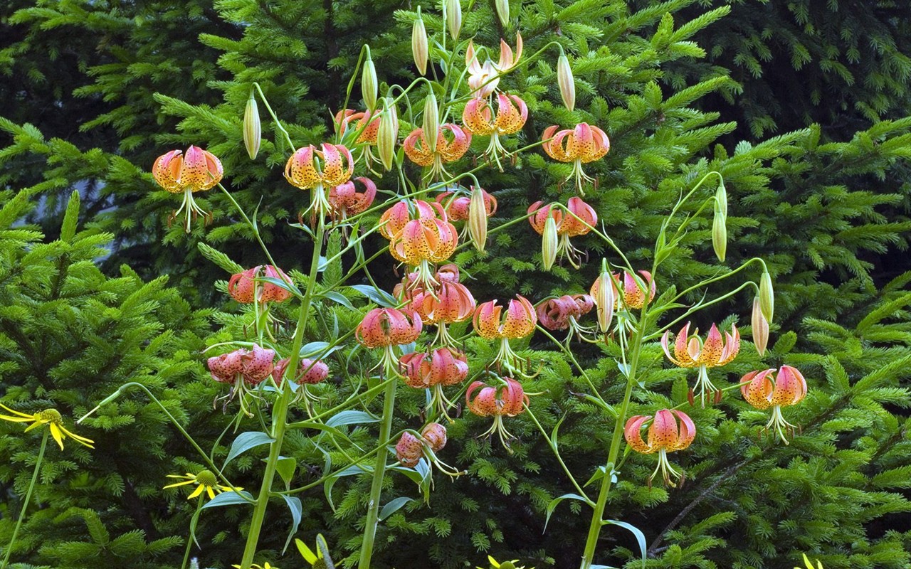 Belles fleurs fonds d'écran (3) #15 - 1280x800