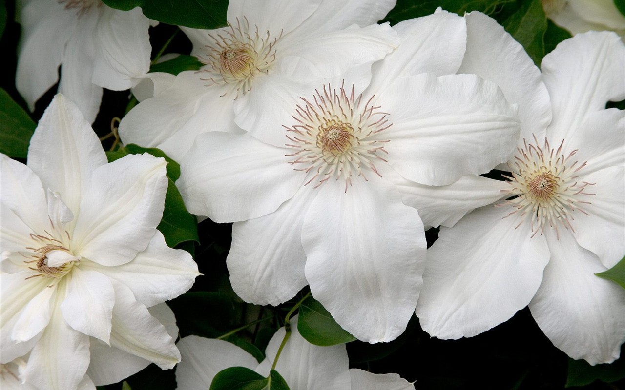 Belles fleurs fonds d'écran (3) #23 - 1280x800