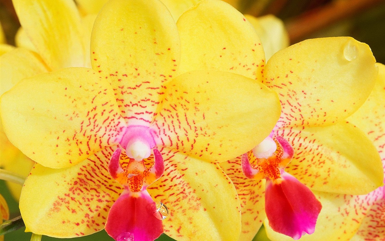 美麗鮮花桌面壁紙(三) #32 - 1280x800