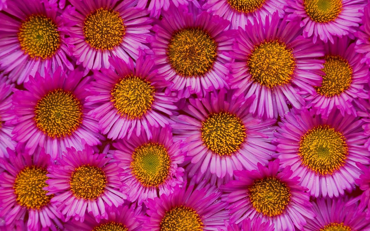 Hermoso fondo de pantalla Flores (3) #36 - 1280x800