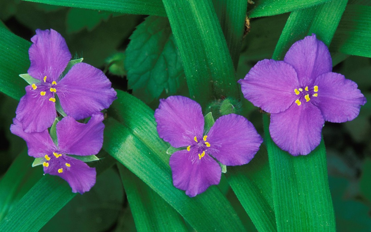 美麗鮮花桌面壁紙(三) #39 - 1280x800