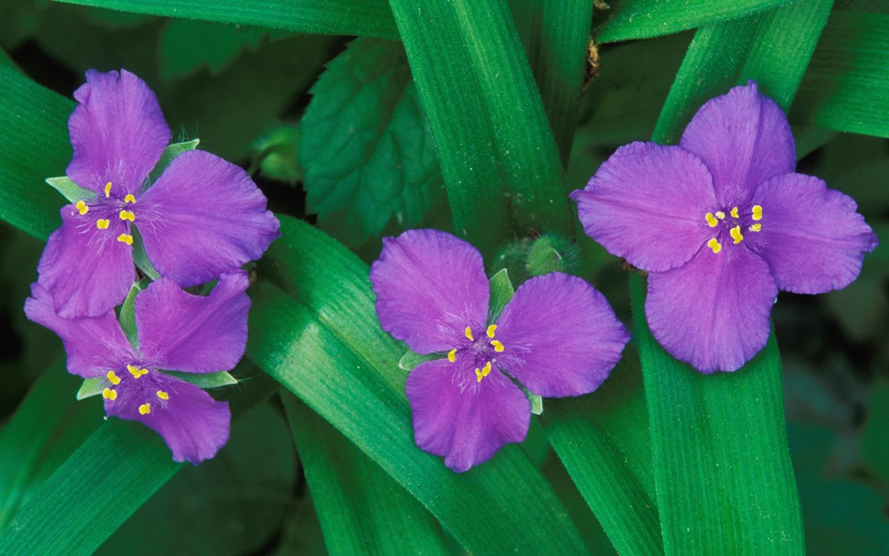 Belles fleurs fonds d'écran (3) #39 - 1280x800