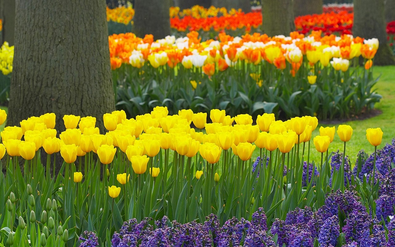 Belles fleurs fonds d'écran (3) #43 - 1280x800