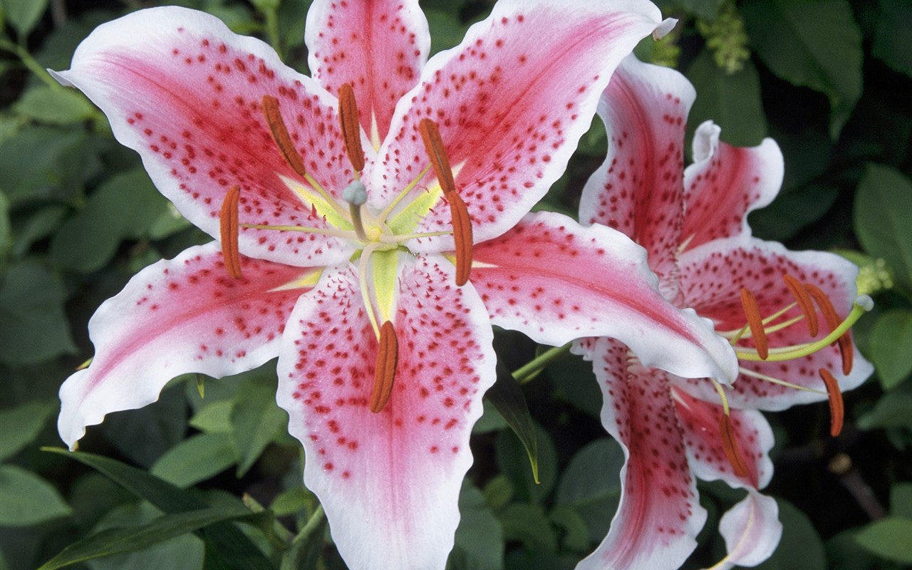 Belles fleurs fonds d'écran (3) #46 - 1280x800