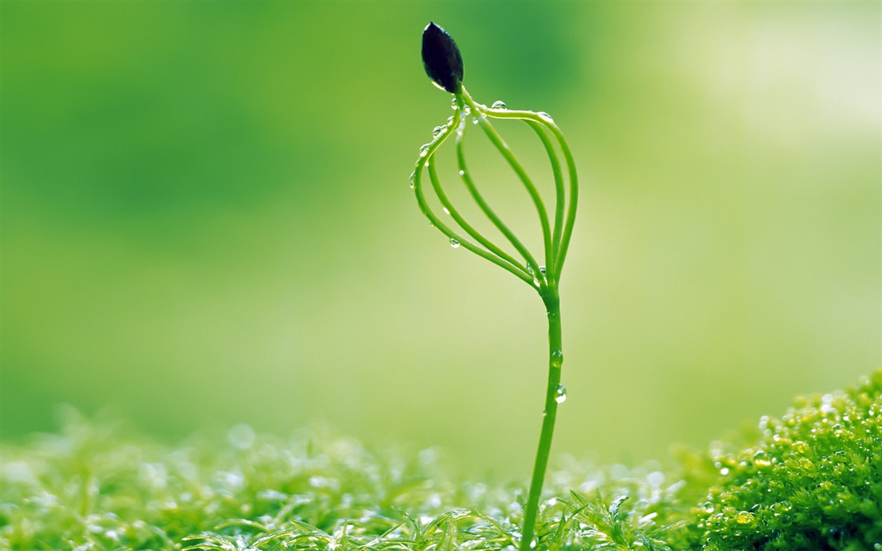 Sprout leaves HD Wallpaper (1) #24 - 1280x800