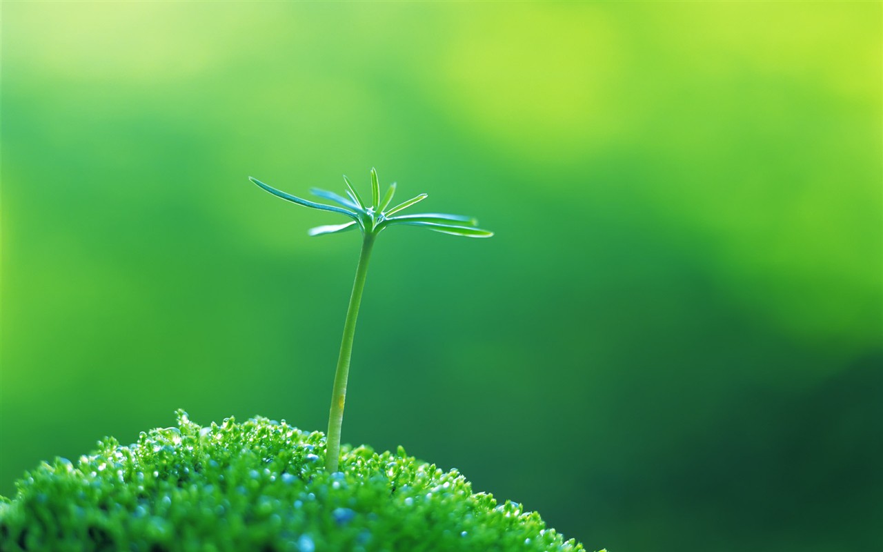 Sprout leaves HD Wallpaper (1) #26 - 1280x800