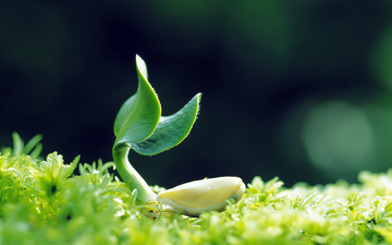 Sprout leaves HD Wallpaper (1) #39 - 1280x800