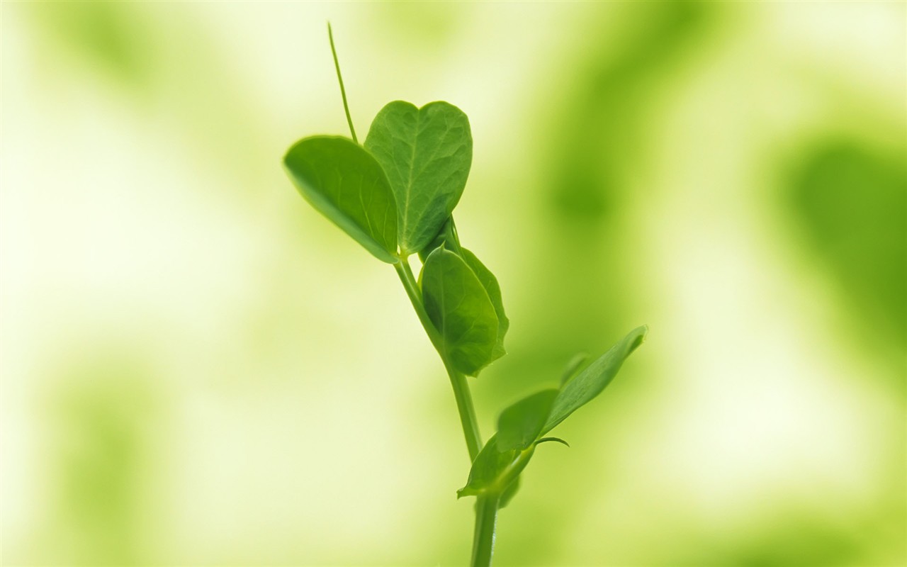 Sprout leaves HD Wallpaper (1) #40 - 1280x800