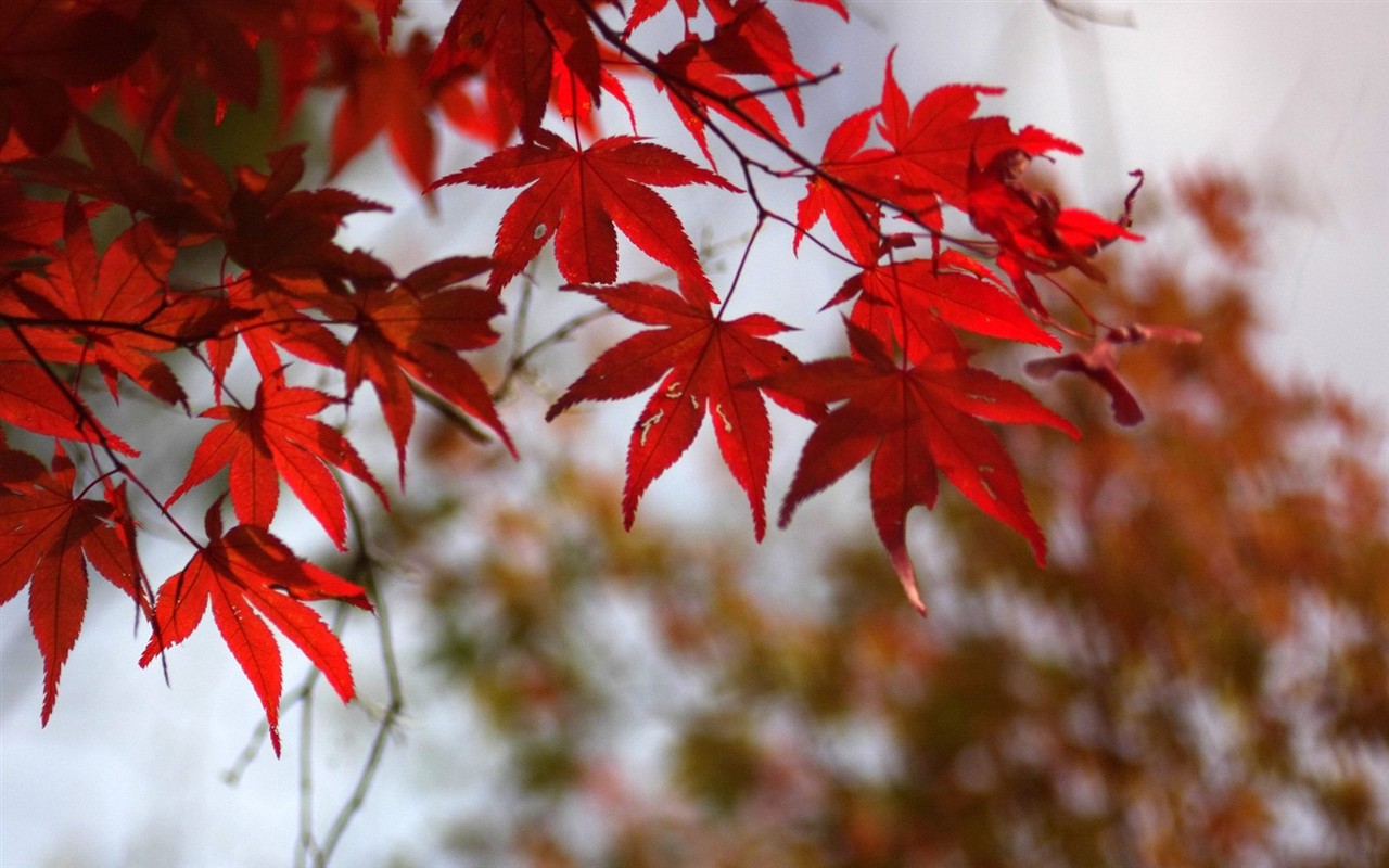 Japan Tour: Rokko Mountain leaves #1 - 1280x800