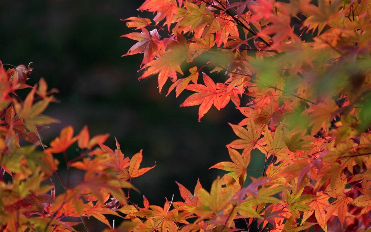 Japan Tour: Montañas Rokko hojas #2 - 1280x800