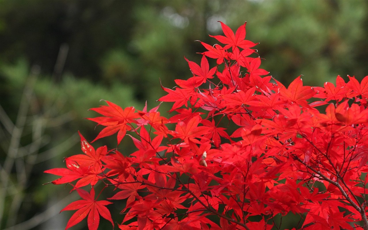 Japan Tour: Rokko Hory listy #4 - 1280x800