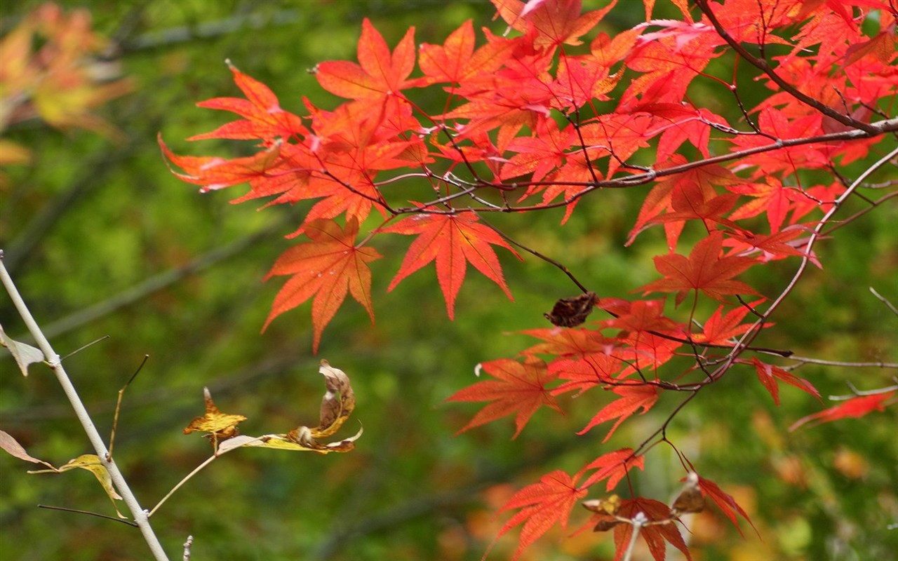 Japan Tour: Rokko Hory listy #5 - 1280x800